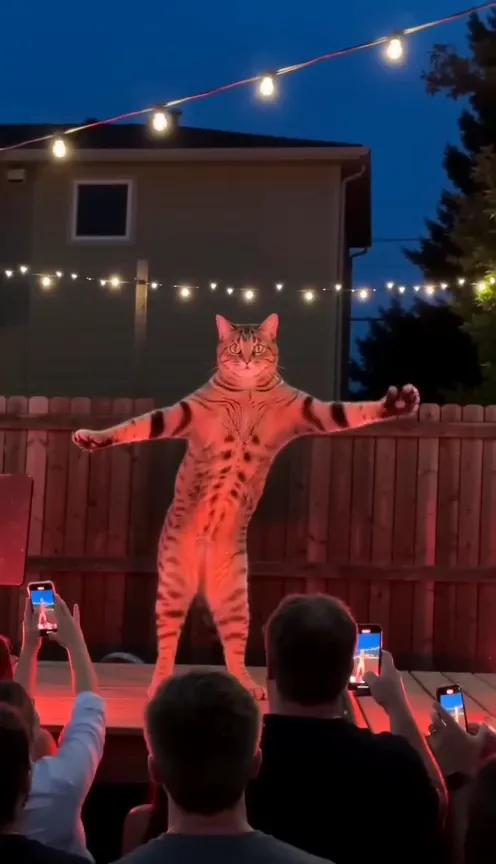 A tabby cat standing upright on the red-lit stage with its front legs held out wide