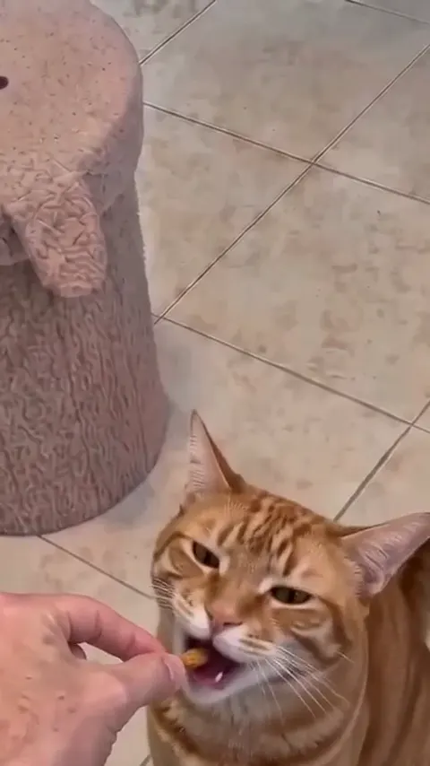Clapping Cat AI video, part 2: Your pet eats it