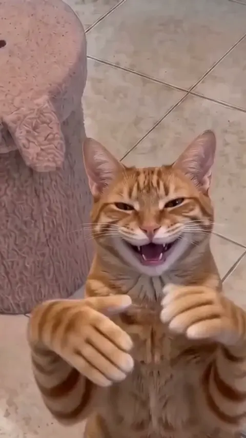 Clapping Cat AI video, part 4: The big grin