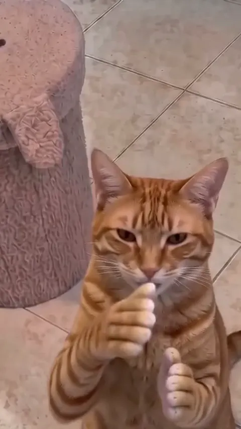 Clapping Cat AI video, part 5: Slow clap, thumbs up