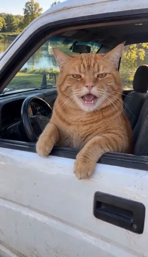 An orange tabby cat in a pickup’s driver’s seat, one paw over the door, mouth open mid-rant