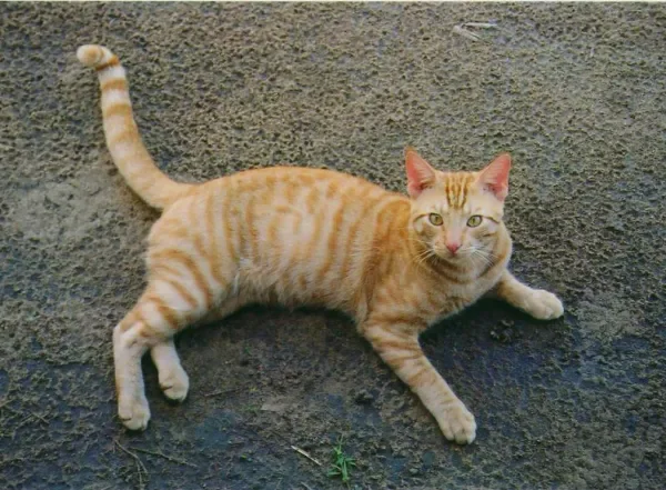 The photo the Knight Cat video was made from
