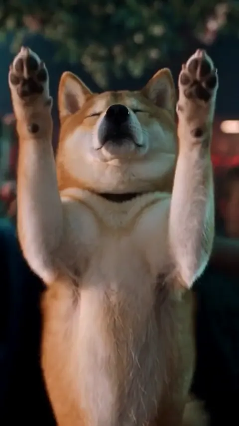 A shiba inu stands on its hind legs with its eyes closed and both front paws raised high in a dark club